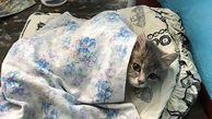 سرماخوردگی گربه ها چگونه است؟ راه های درمان خانگی