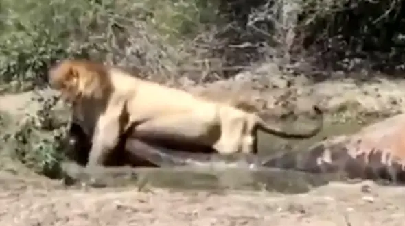 فیلم قدرت باورنکردنی شیر نر برای جابه جایی شکار یک تنی! + فیلم