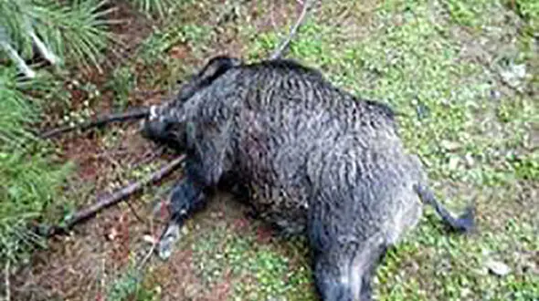 قاتل 2 گراز میناب مشخص شد 