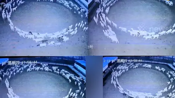 سرنوشت تلخ یک گله گوسفند + فیلم