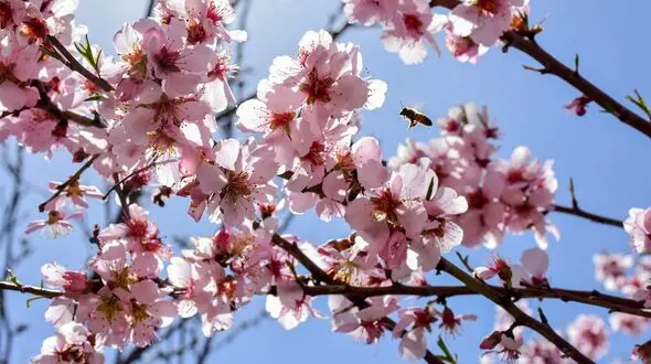 نماهنگ "بهار آمد" با صدای ناصر عبداللهی و تصاویر شکوفه های بهاری + فیلم 