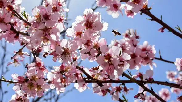 نماهنگ "بهار آمد" با صدای ناصر عبداللهی و تصاویر شکوفه های بهاری + فیلم 