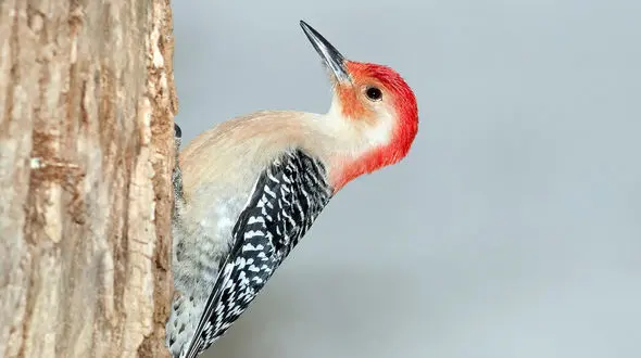 ببینید/ کشف باورنکردنی انبار بلوط یک دارکوب داخل دیوارهای یک خانه + فیلم