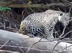 فیلم لحظه عقب نشینی جگوار مقابل سمورهای آبی