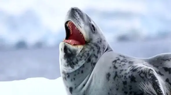 راز آوازخوانی فک‌ های جنوبگان: صداهایی از دل یخ‌ ها!