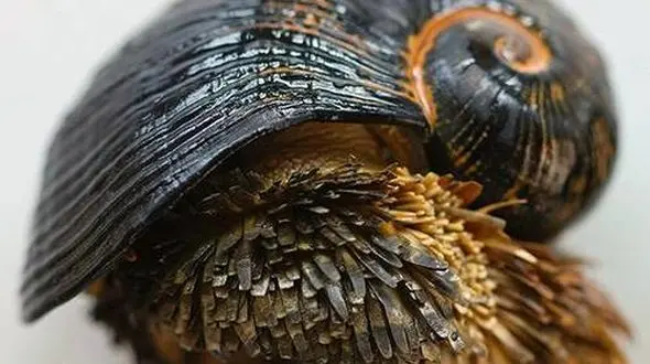 موجودی عجیب مجهز به سپر آهنی+عکس