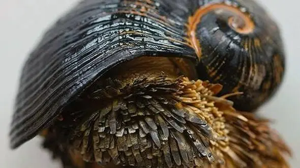 موجودی عجیب مجهز به سپر آهنی+عکس