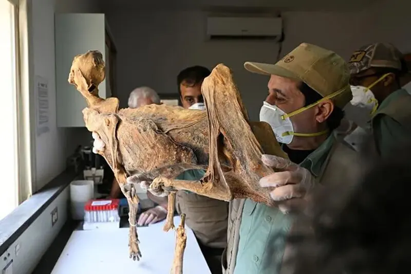 DNA-mummified cheetah2