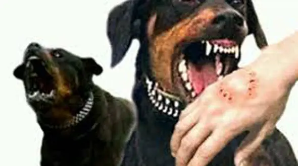 وحشت از بیماری هاری در لرستان / بیماری 51 زن و مرد با گاز گرفتن حیوانات