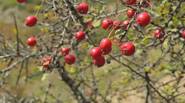 دارو‌های گیاهی برای درمان کبد چرب را بشناسید