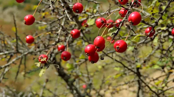 دارو‌های گیاهی برای درمان کبد چرب را بشناسید