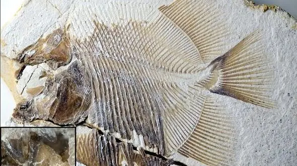 ماهی خونخوار 150 میلیون ساله کشف شد