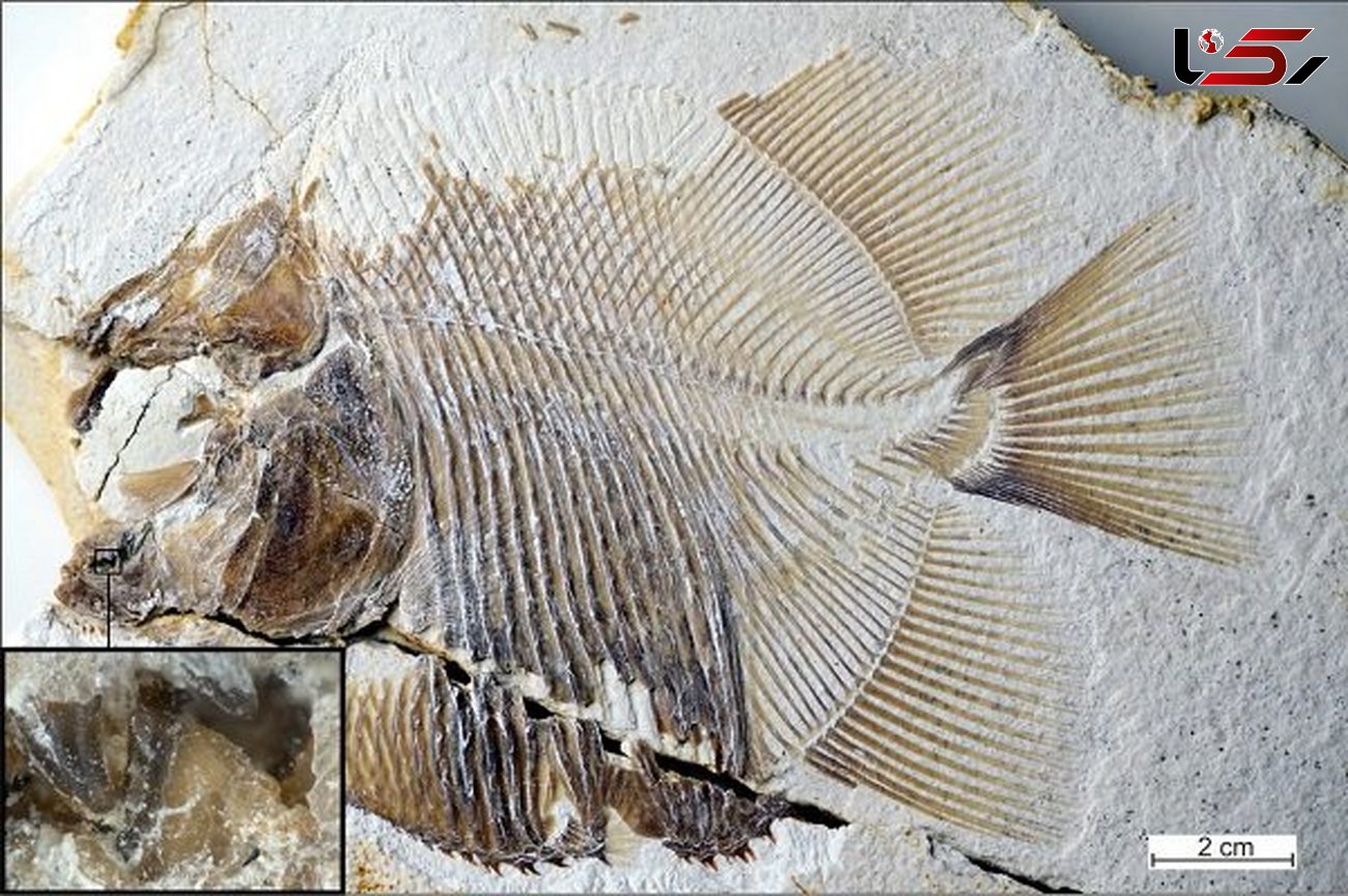 ماهی خونخوار 150 میلیون ساله کشف شد