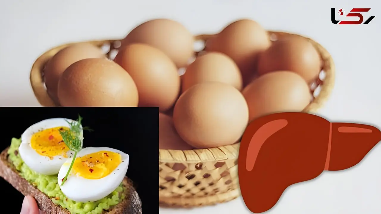 تخم‌ مرغ برای کبد مفید است یا مضر؟ واقعیت درباره تاثیر آن بر سلامت کبد