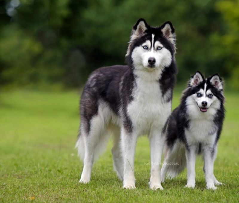 پامسکی (Pomsky)