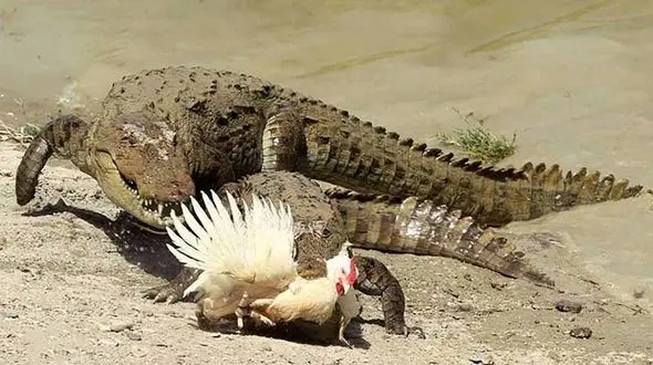 شکست تمساح ها از یک مرغ + فیلم