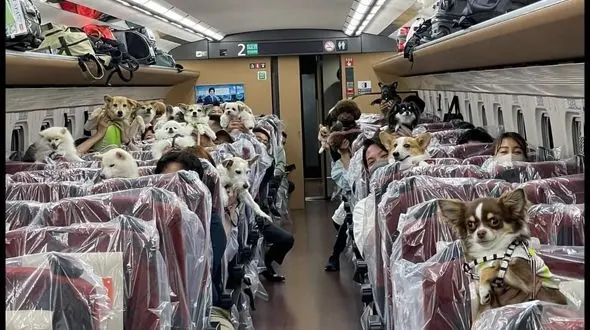 عکس  لاکچری ترین مسافران  هواپیما را ببینید ! + عجیب اما واقعی