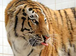 بکارگیری شیر یخ‌ زده برای خنک کردن ببرها + فیلم