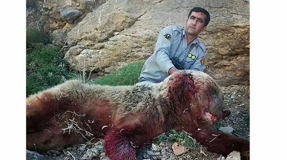 عکس سلفی با لاشه خرس قهوه ای محیط بان را به دردسر انداخت +عکس