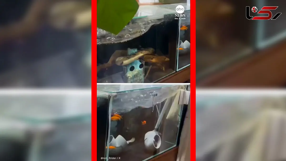 فیلم زلزله ۷.۶ ریشتری در ژاپن و تکان خوردن آکواریوم ها