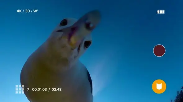 پرنده دریایی دوربین مستند ساز ها را دزدید! + فیلم