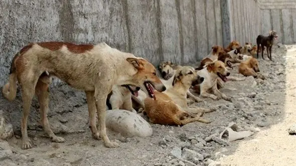 رها سازی سگ‌ها با شکم پاره به بهانه عقیم سازی!