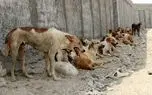 رها سازی سگ‌ها با شکم پاره به بهانه عقیم سازی!