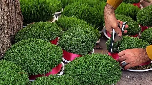 روش کاشت سبزه
