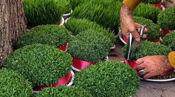 روش کاشت سبزه