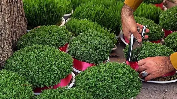 روش کاشت سبزه