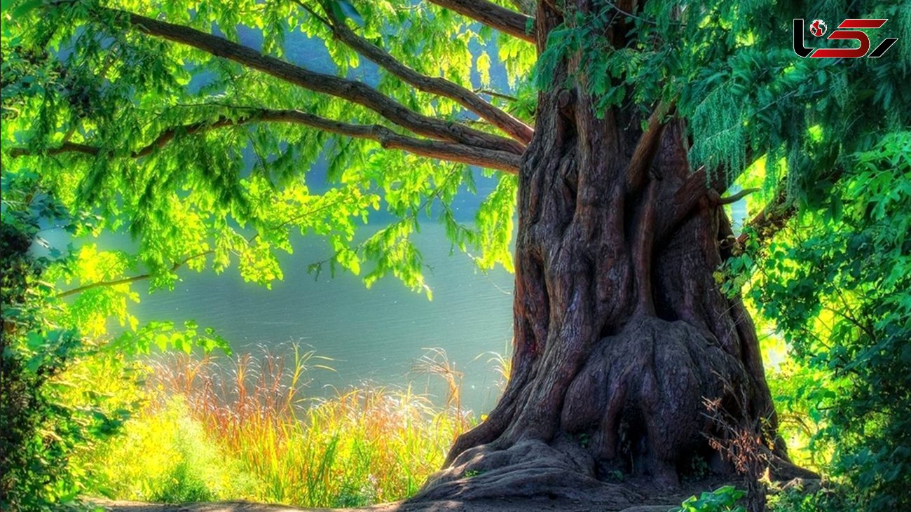 فیلم/ عظیم ترین درخت های روی کره زمین را بشناسید 