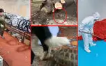 از نجات سگ با میل مکانیکی تا غذاهای خیابانی خطرناک + فیلم 