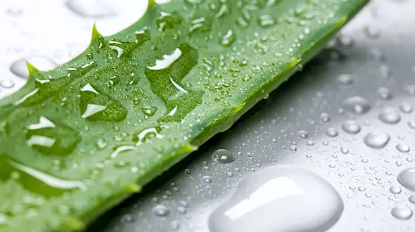 درمان بسیاری از بیماری های شایع با  آلوئه ورا 