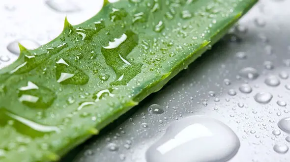 درمان بسیاری از بیماری های شایع با  آلوئه ورا 