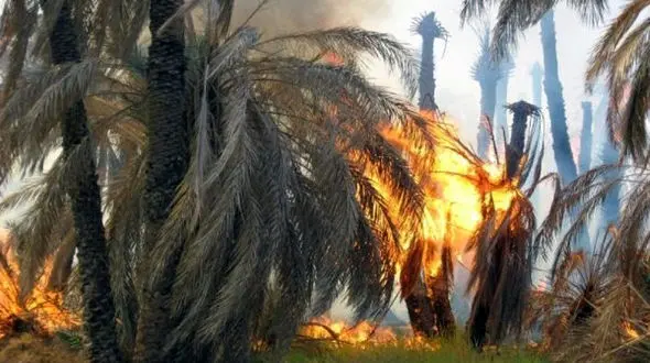 مهار آتش سوزی نخلستان های شهداد کرمان +عکس