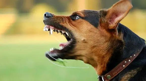 فیلم حمله ناگهانی سگ ولگرد به دختر بچه تهرانی