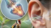 فرکانس شفابخش مغز و روان با صدای پرندگان