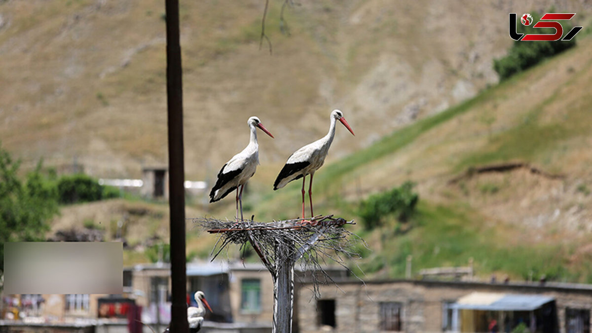 داستان یک دوستی ۱۵ ساله / مهمان نوازی از حاجی‌لک‌لک در مریوان