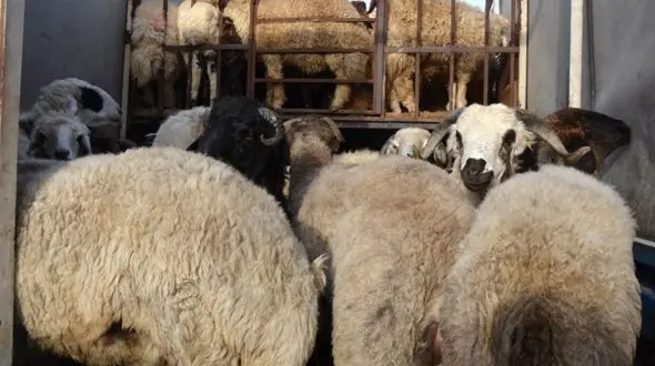 کشف احشام قاچاق میلیاردی در لارستان 