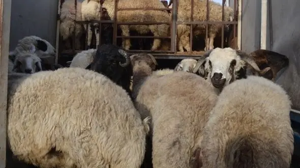 کشف احشام قاچاق میلیاردی در لارستان 