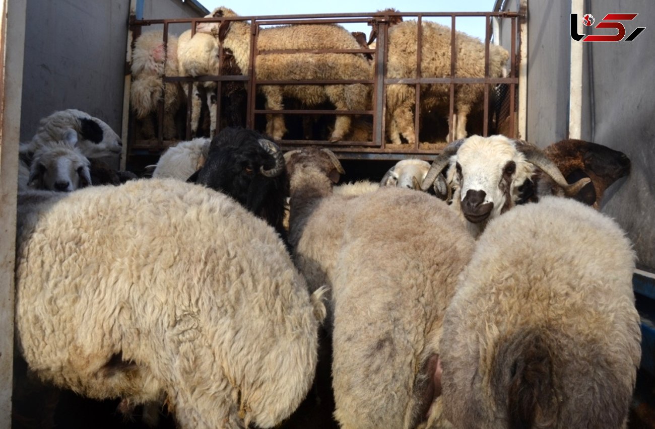 کشف 200 گوسفند قاچاق در سروستان