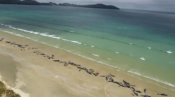 کشف جسد 145 نهنگ در سواحل نیوزیلند +عکس