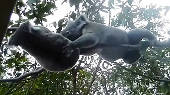 دوئل دیدنی کوآلا‌ها مقابل چشمان گردشگران + فیلم