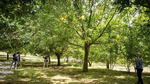 مرگ تلخ مرد جوان در بالای درخت گردو 