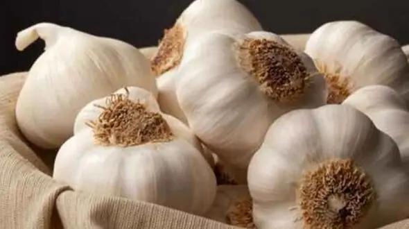 دستور تهیه سیر له‌ شده با عسل | اکسیر طبیعی سلامتی + فیلم