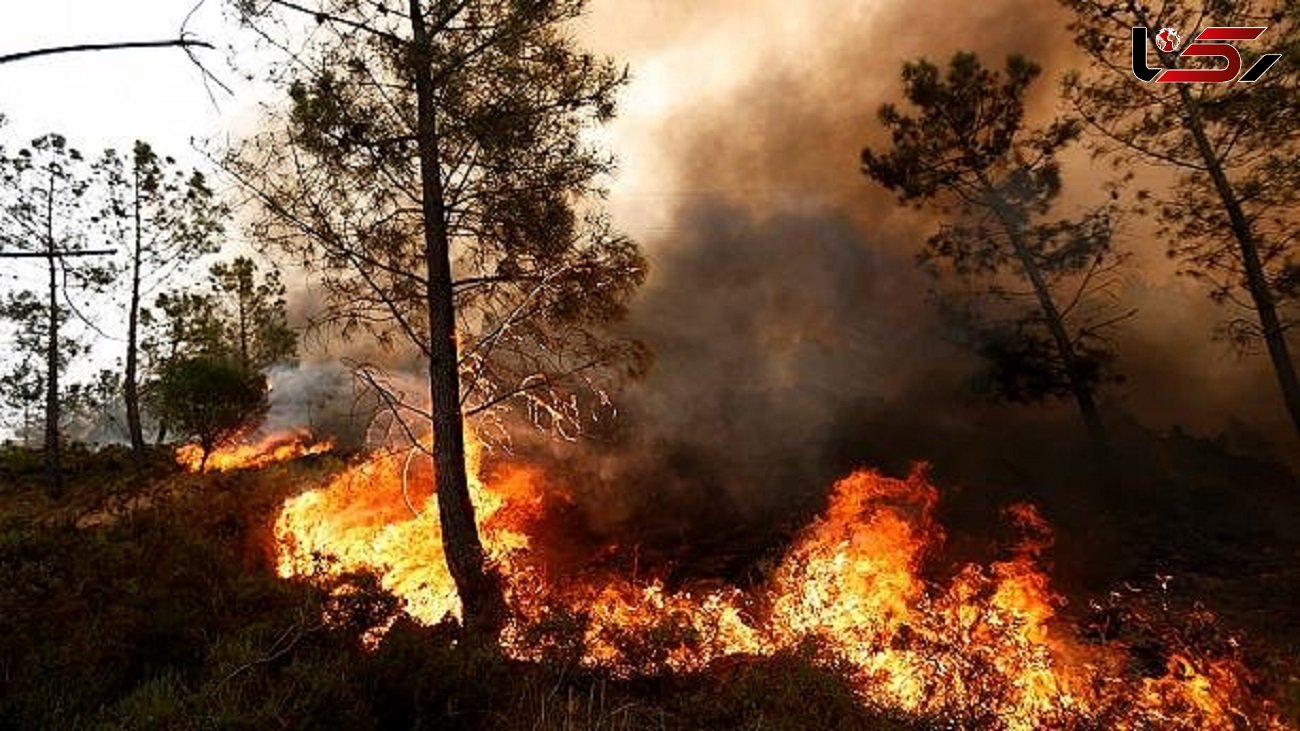 کاهش 50 درصدی آتش سوزی جنگل ها و مراتع در سال 1400