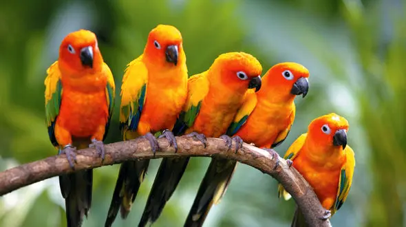 شباهت انسان‌ها به پرندگان کشف شد