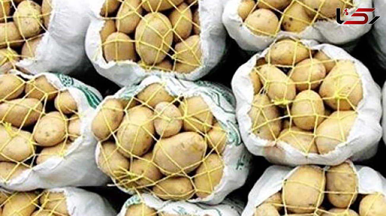 تولید سالانه ۶۰۰ هزار تُن سیب‌زمینی در شهرستان اردبیل