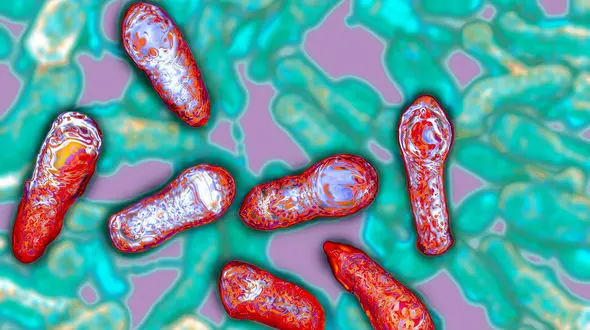 25 زن و مرد زنجانی با خوردن لبنیات آلوده دچار بوتولیسم شدند