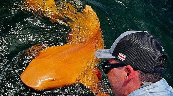 صید کوسه کمیابی که نگاه‌ها را به خود جلب کرد + عکس